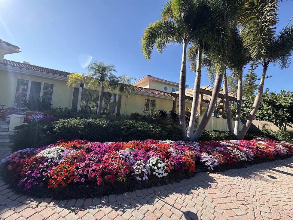 Dense seasonal color bed of impatiens in coral, magenta, white and lavender beneath royal palms beside a paver drive.